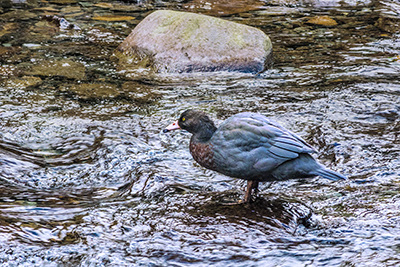 Kahurangi National Park