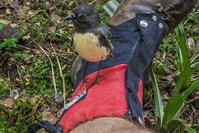 The result of a wasp nest encounter on the trail (if you can call it that) below Baton Saddle