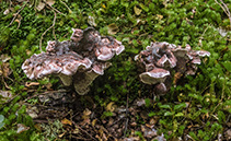 Trip photo